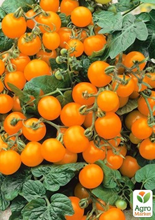 Томат комнатный черри "Venus Orange" (съедобный, детерминантный) - фото 2