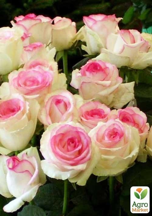 Роза мелкоцветковая (спрей) "Mimi Eden" (саженец класса АА+) высший сорт