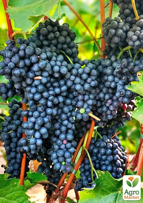 Виноград "Красень" (винный, ранне-средний срок созревания)