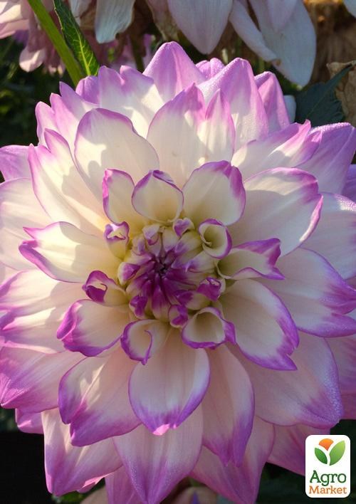 Георгина "Mikayla Miranda" - фото 2