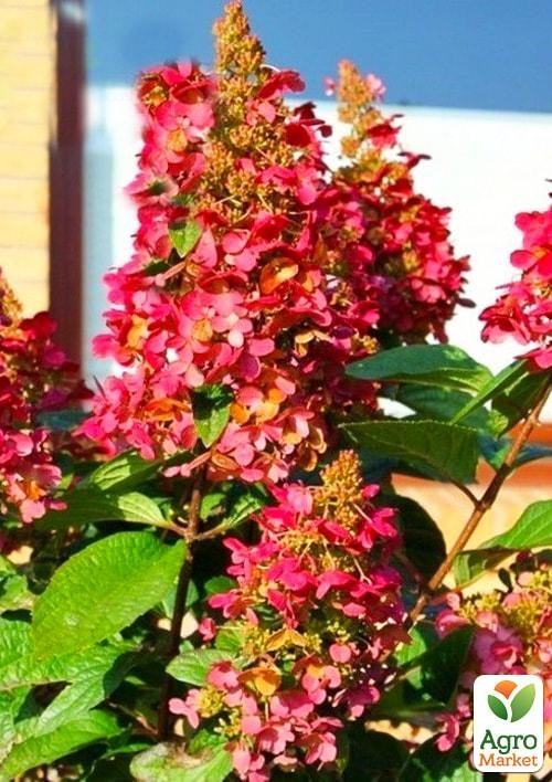 Гортензія 3-х річна волотиста "Wim's Red" - фото 2