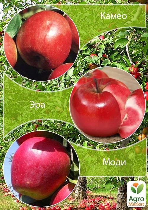 Дерево-сад Яблоня "Камео+Эра+Моди" 