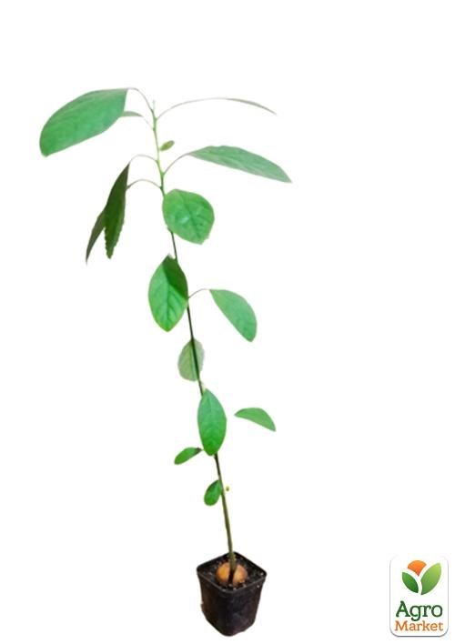 Авокадо (Персея Американская) - фото 2