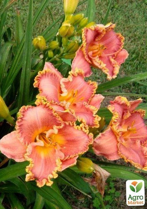 Лилейник "Lori Goldson" 1шт в упаковке - фото 3