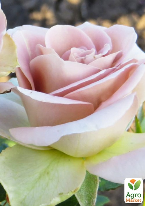 Роза в контейнере чайно-гибридная "Амнезия" (саженец класса АА+) - фото 3