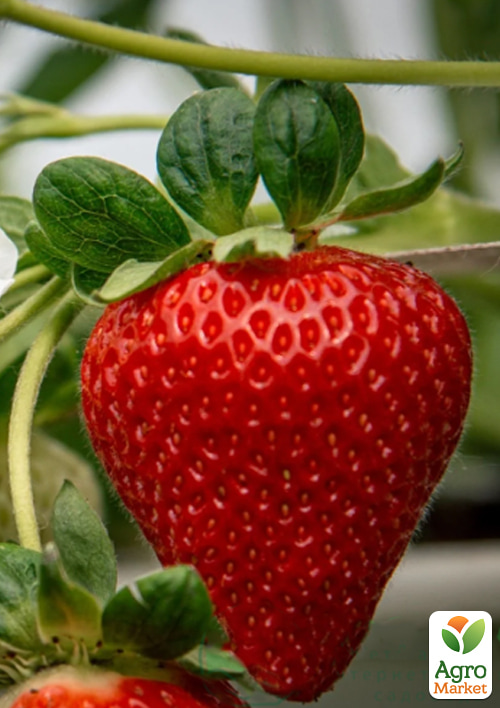 Клубника садовая "Брилла" (ранняя, укорененная в контейнере)