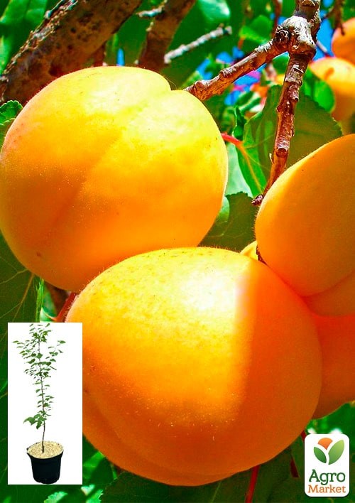 Абрикос "Шалах ананасный" укорененный в контейнере (саженец 2 года)