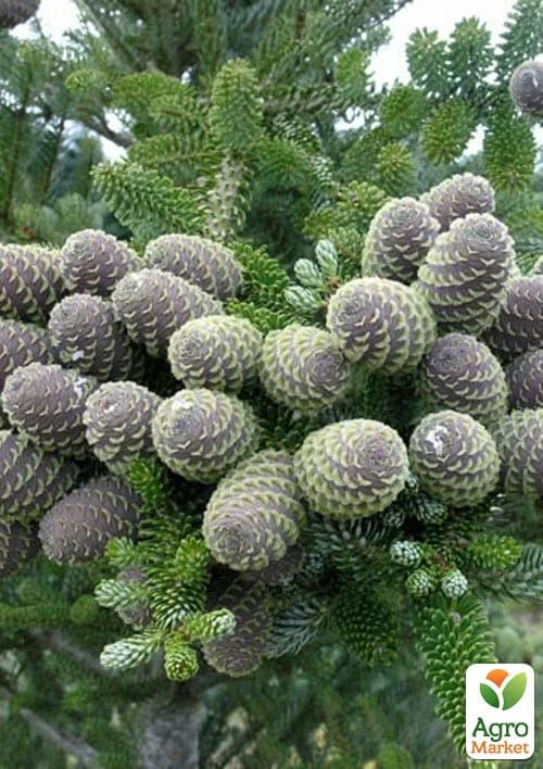 Пихта корейская "Silberlocke" С7.5, высота 30-40см - фото 3