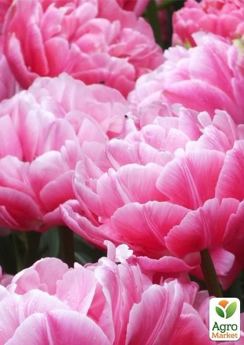 Тюльпан "Aveyron" (розмір 10/11, великий) 3шт в упаковці