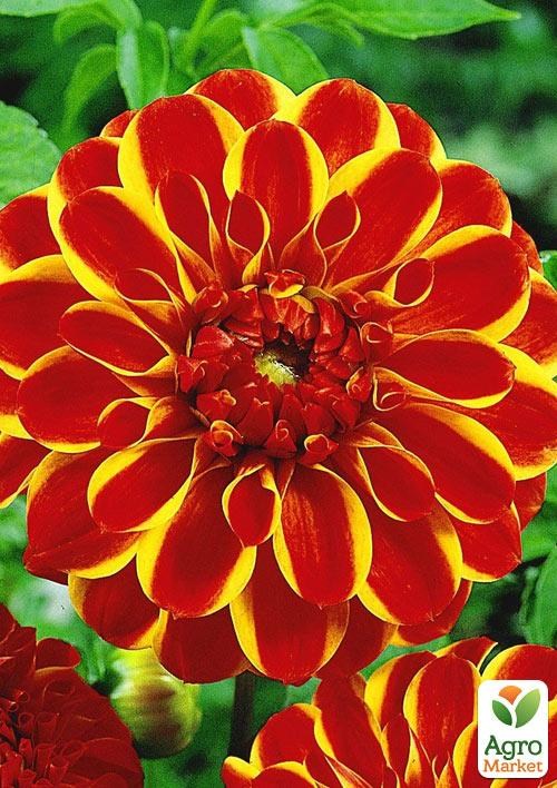 Георгина "Jescot Lingold"