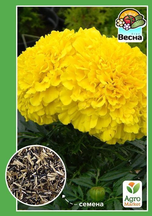 Бархатцы "Аляска" ТМ "Весна" 0.3г