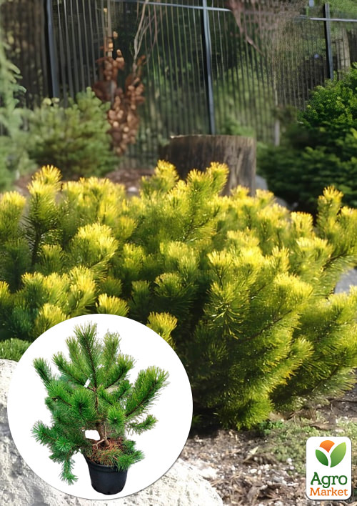 Сосна горная "Carstens Wintergold" С7.5, диаметр 20-30см