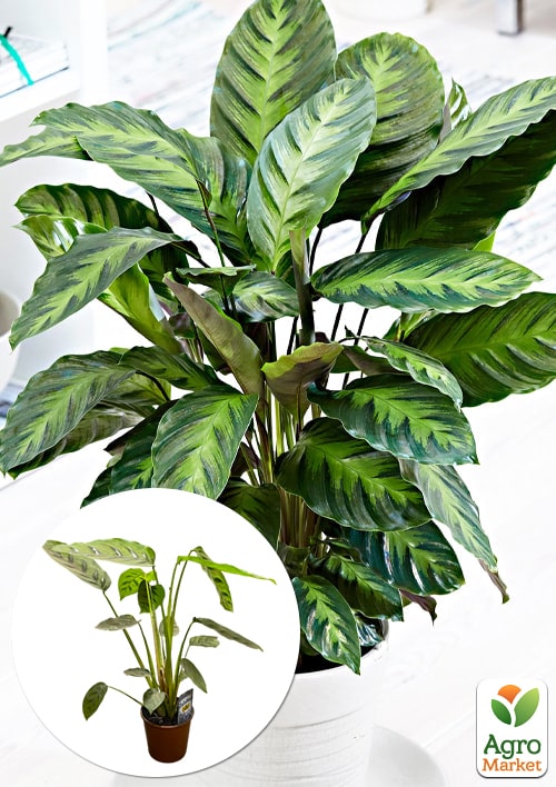 Калатея "Misto"