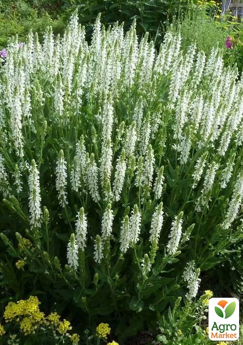 Шавлія Дубравна Sensation "Medium White"