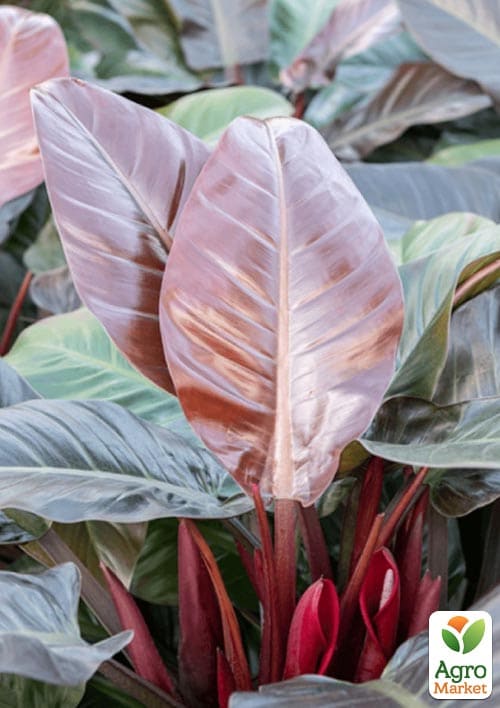 LMTD Філодендрон "Imperial Red" висота 30-40см - фото 5