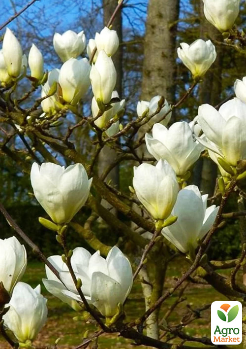 Магнолия 4-х летняя "Jade Lamp" (высота 80-100см) - фото 5