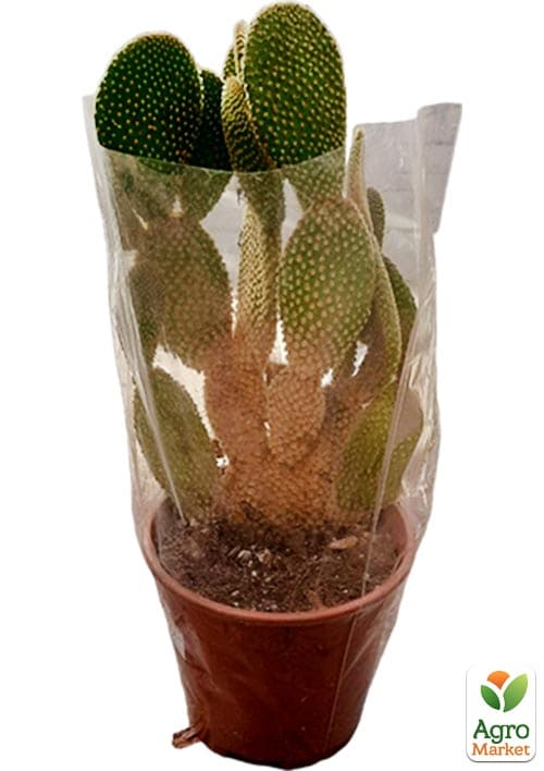 LMTD Опунция комнатная  (С3, высота 20-25см) - фото 6