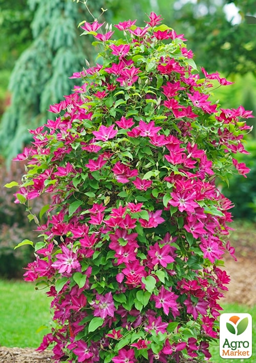 Клематис "Stasik" (Стасик) - фото 5