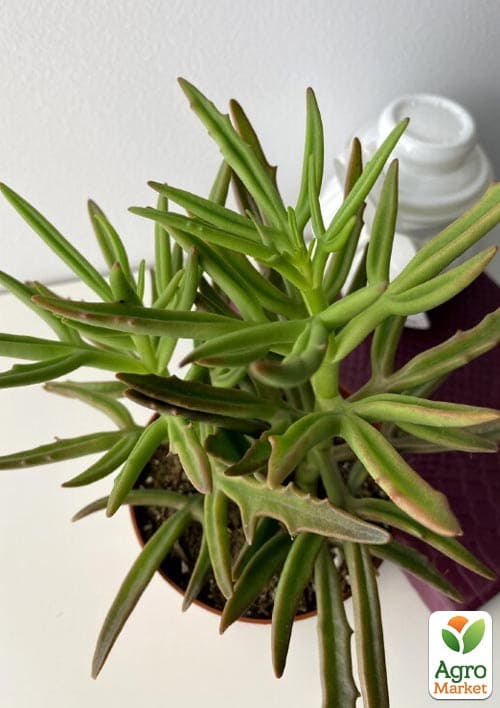 Каланхое розсічене "Spider" - фото 7