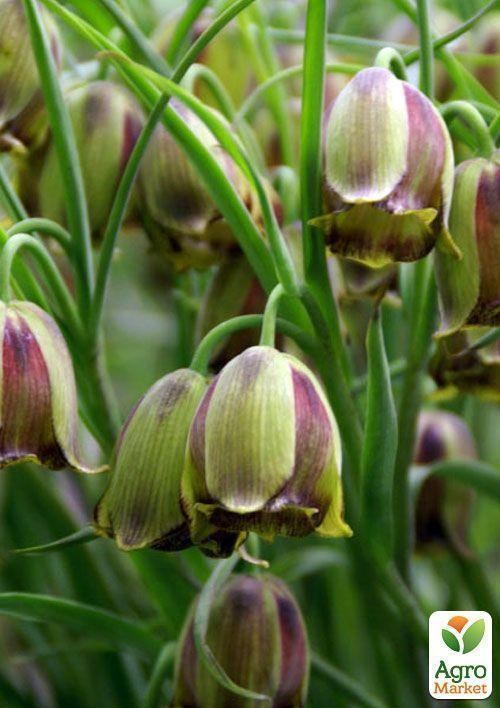 Фрітіларія "Acmopetala" (розмір 5/6, середній) 2шт в упаковці