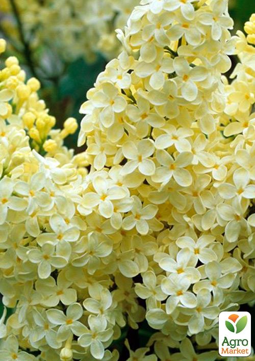 Бузок жовтий "Примула"