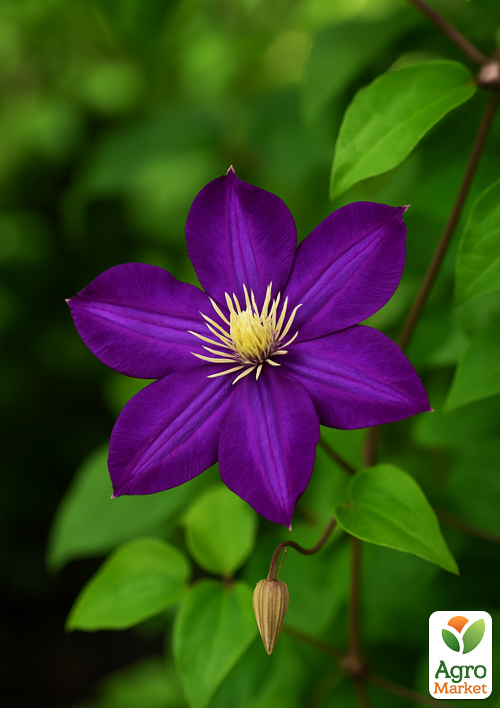 Клематис "Star of India" - фото 5