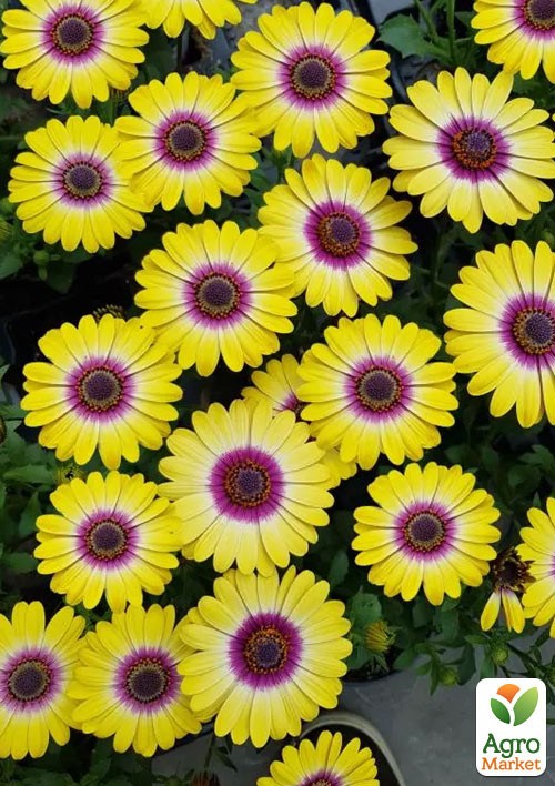 Остеоспермум "Tropic Sun"