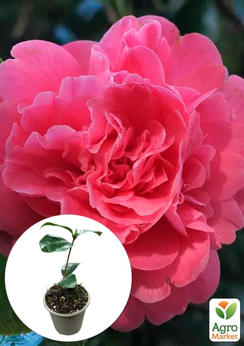 Камелія японська "Тріумфани"