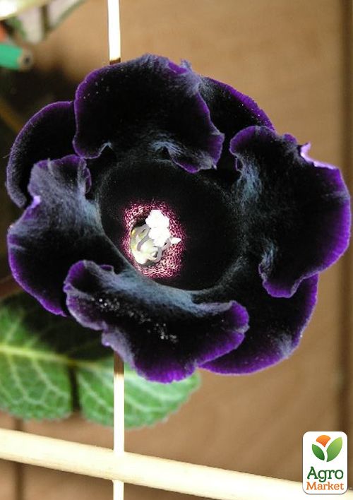 Глоксиния "Prins Albert"