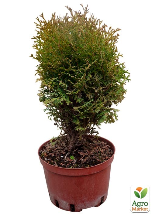 Туя западная "Hoseri" С3, высота 25-30см - фото 5