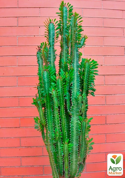 Эуфорбия Тригона "Green" (высота 80-100см) - фото 5