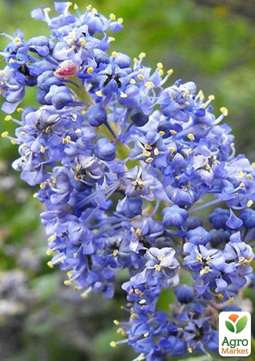 Цеанотус (Ceanothus thyrs. Repens) вазон С3 - фото 3