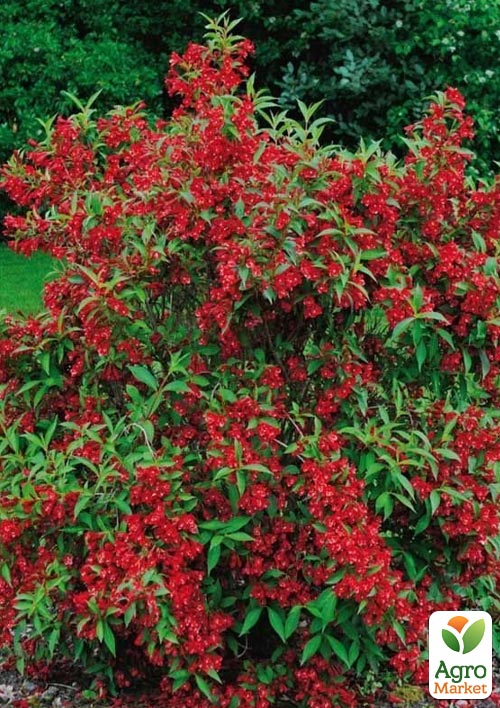 Вейгела 3-х летняя "Red Prince" С3, высота 80-100см