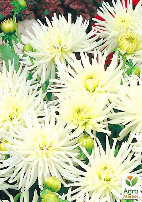 Георгина "Playa Blanca" 1шт в упаковке - фото 2