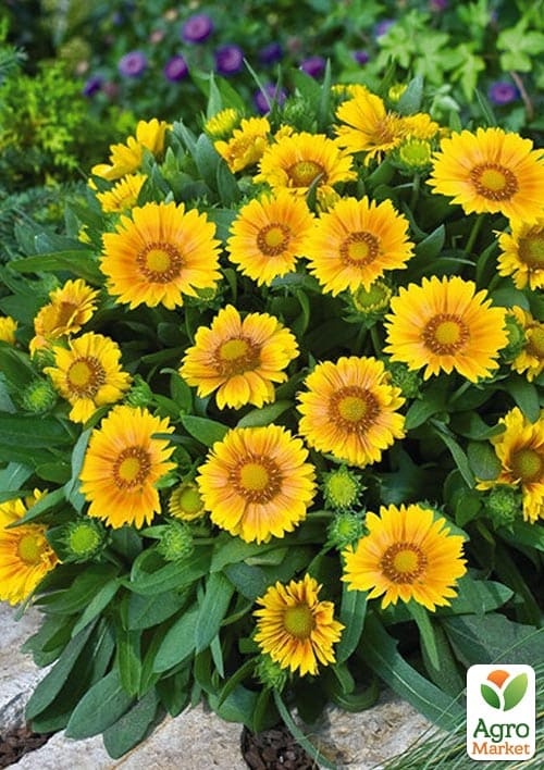 Гайлардія гібридна "Arizona Apricot" вазон С2 - фото 2