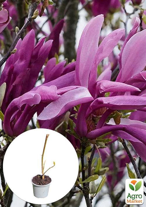 Магнолия 2-х летняя бруклинская "Black Beauty" (высота 25-30см)