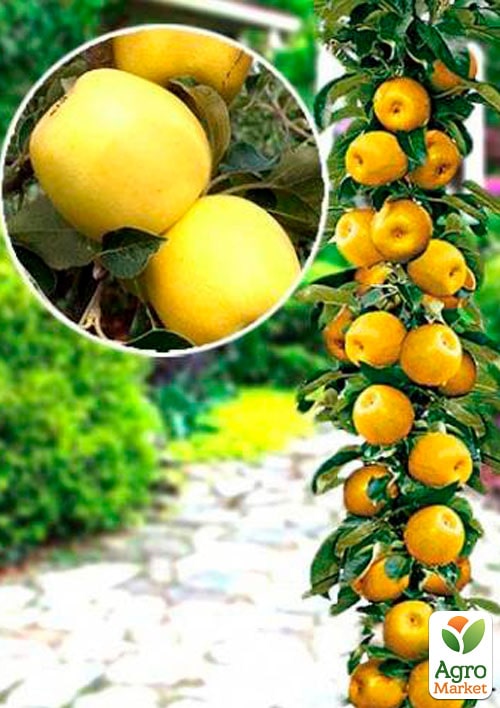 Яблоня колоновидная "Янтарное ожерелье"