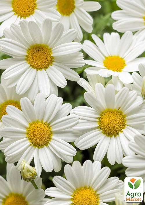 Аргірантемум La Rita "White" (контейнер №10, висота 15 см)