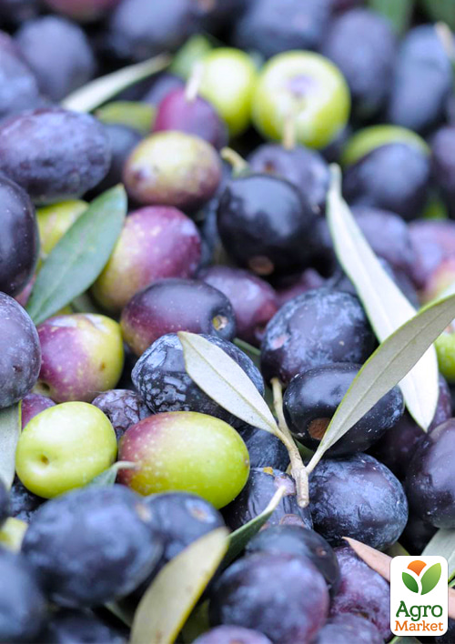 Оливкове дерево "Olivia" вазон C2 - фото 2