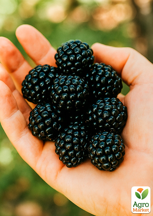 Ежевика средняя "Трипл Краун" (Triple Crown) - фото 4