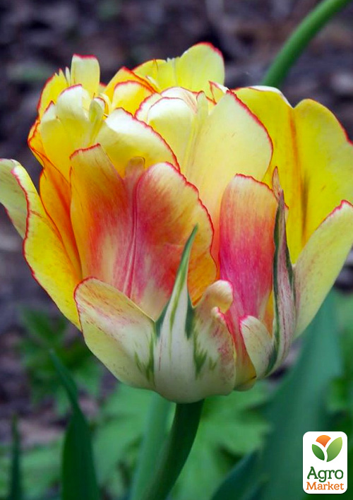 Тюльпан "Akebono" 