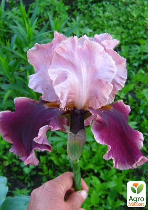 Ирис бородатый крупноцветковый "Cranberry Swirl"   - фото 2
