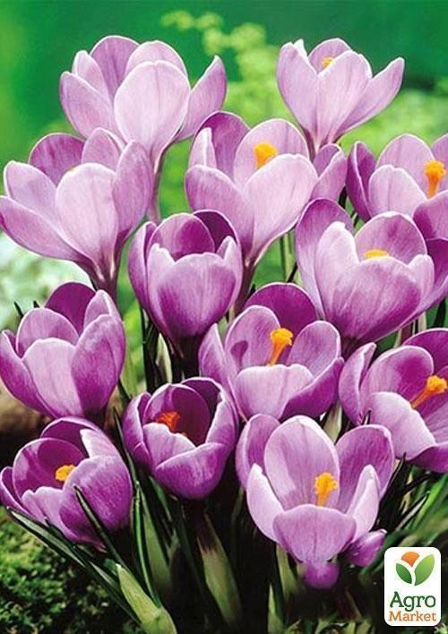Крокус крупноцветковый "Remembrance" (размер 7/8 , крупный)