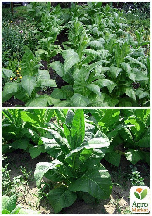 На вагу насіння Тютюн для паління "Берлі" ТМ "Весна" ціна за 1г - фото 4