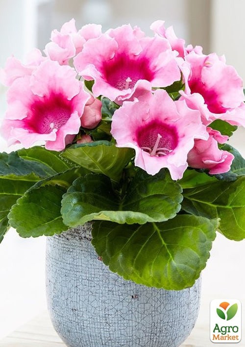 Глоксинія "Харизма F1" рожева ТМ "Vesna Exclusive" 5шт