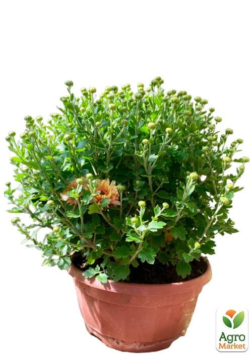 Хризантема Садовая "Expensive Terracotta" (высота 30-50см) - фото 3