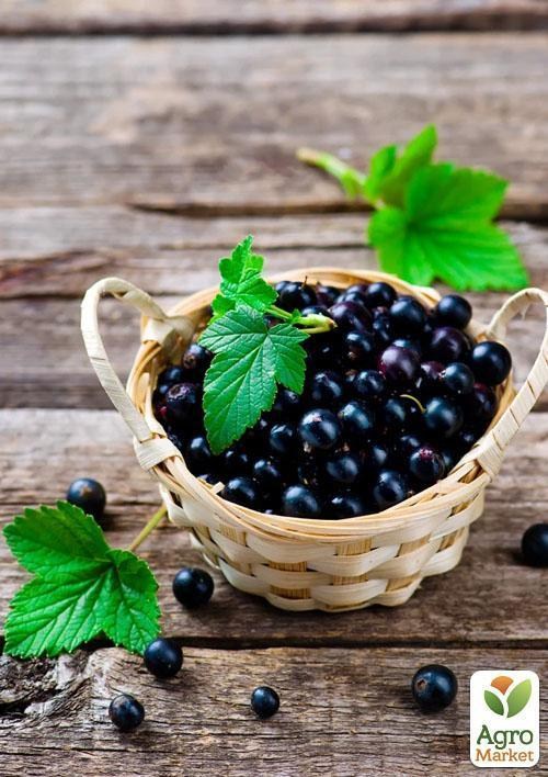 Смородина чорна "Бен Конан" (Ben Connan) (ранній термін дозрівання, зимостійкий сорт) - фото 4