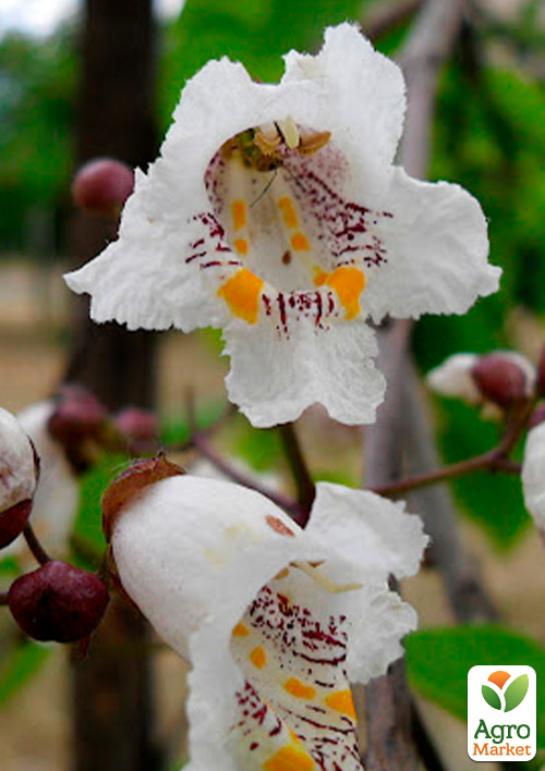 Катальпа бигнониевидная (Catalpa bignonioides), С3 высота 40-60см - фото 2