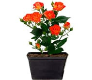 Розы в контейнерах