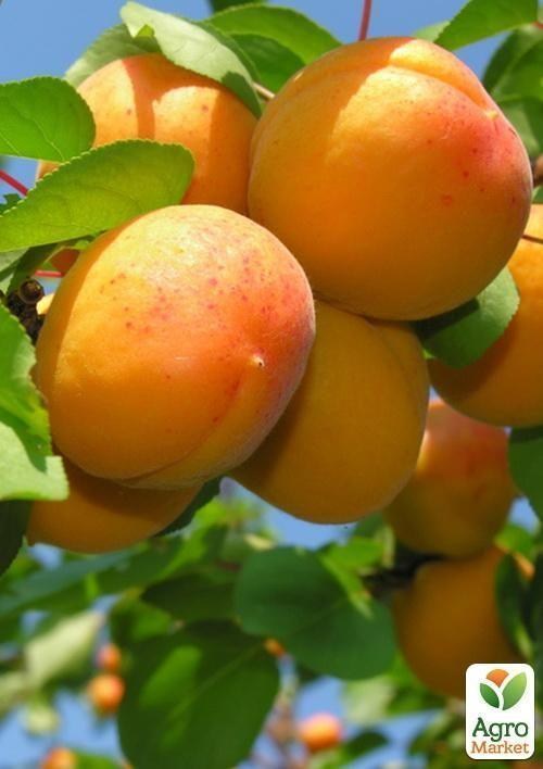 Абрикос "Василий Каччо" (летний сорт, средний срок созревания)